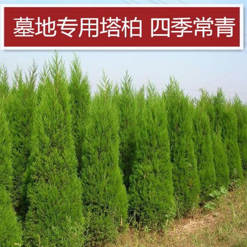 清明扫墓树苗塔柏蜀桧树苗松树苗墓地栽植绿化苗柏树苗包邮
