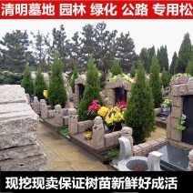 清明扫墓树苗塔柏蜀桧树苗松树苗墓地栽植绿化苗柏树苗包邮