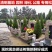 清明扫墓树苗塔柏蜀桧树苗松树苗墓地栽植绿化苗柏树苗包邮
