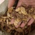 苍术药厂货实物拍摄数量有限卖完下架先到先得