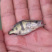 翘嘴桂花鱼苗鳜鱼苗暗鳜鱼新苗大量上市优质鱼苗