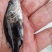 翘嘴桂花鱼苗鳜鱼苗暗鳜鱼新苗大量上市优质鱼苗