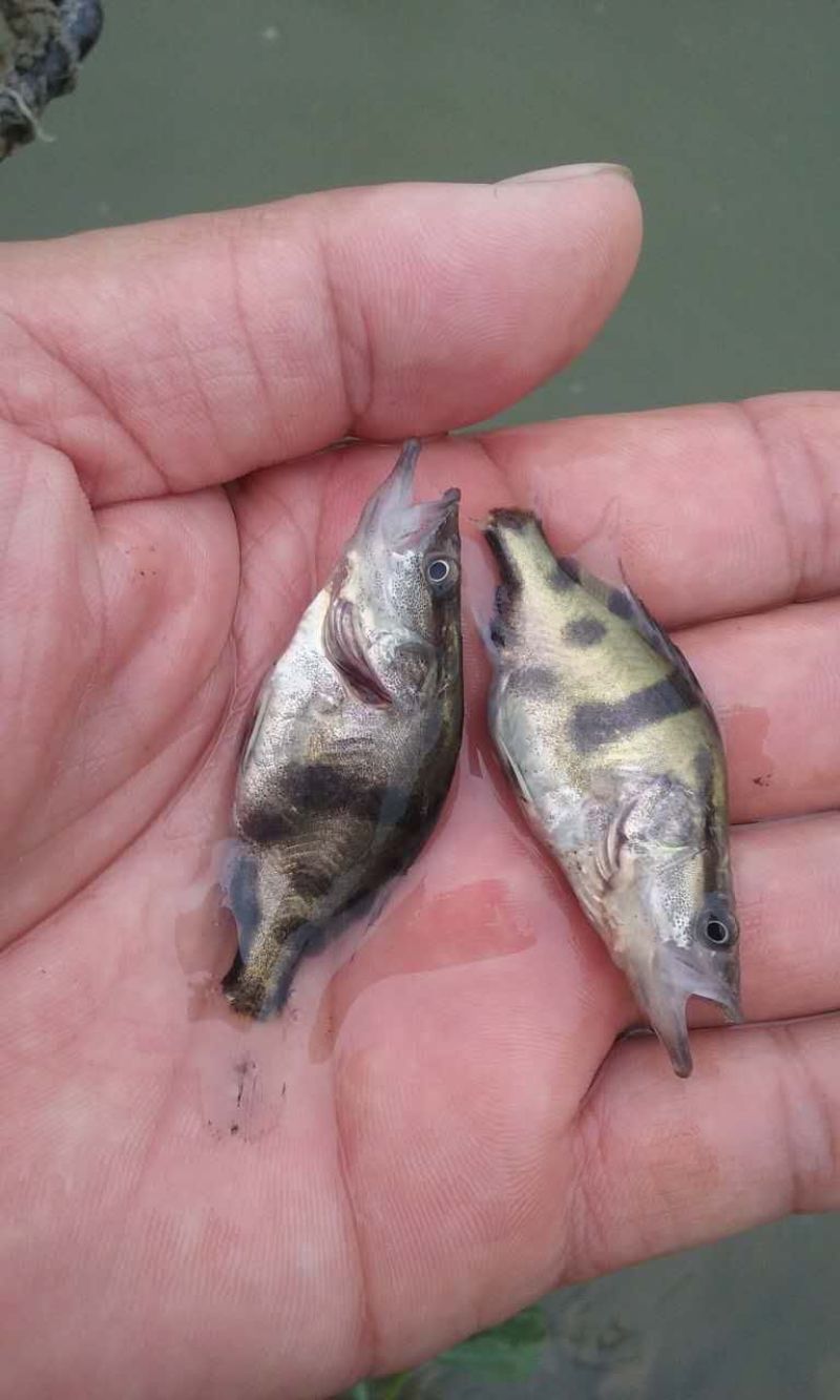 翘嘴桂花鱼苗鳜鱼苗暗鳜鱼新苗大量上市优质鱼苗
