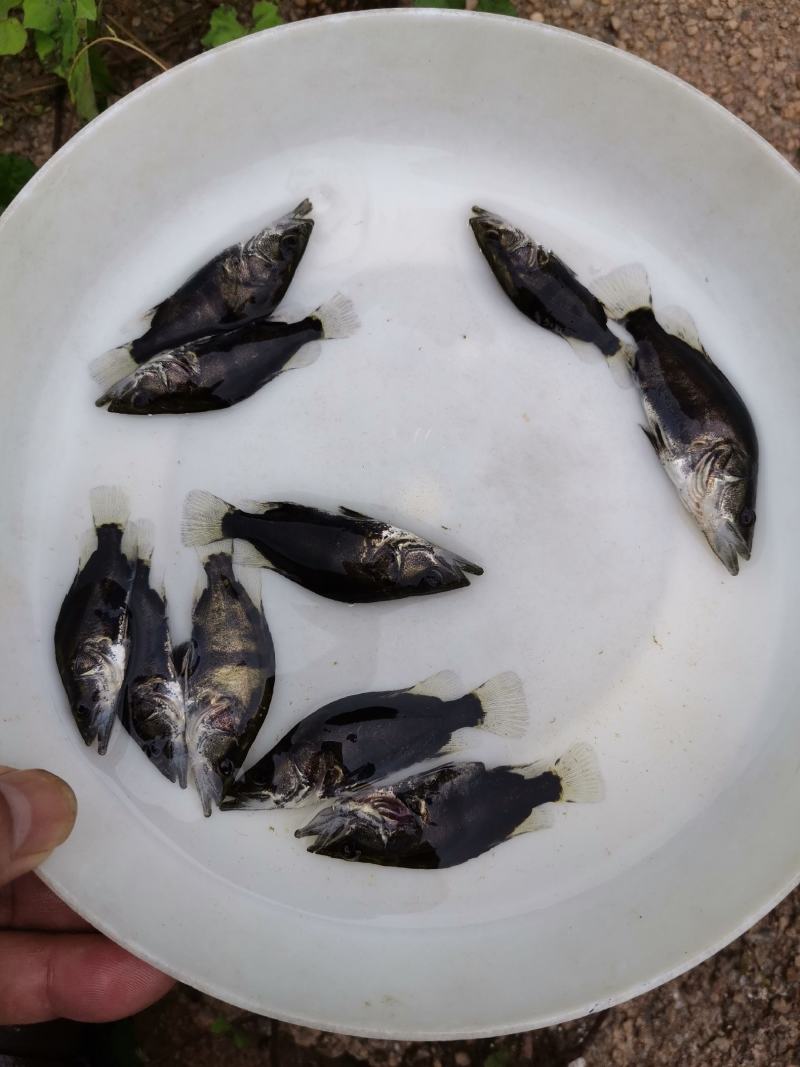 翘嘴桂花鱼苗鳜鱼苗暗鳜鱼新苗大量上市优质鱼苗