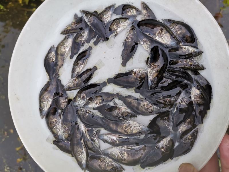 翘嘴桂花鱼苗鳜鱼苗暗鳜鱼新苗大量上市优质鱼苗