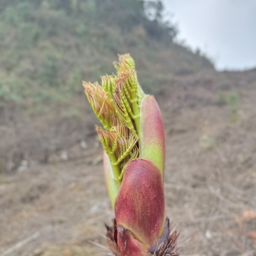 野菜特菜刺包儿高山品质