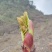 野菜特菜刺包儿高山品质