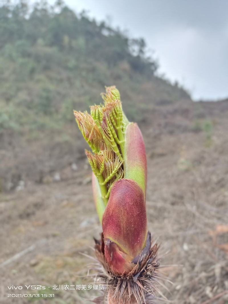 野菜特菜刺包儿高山品质