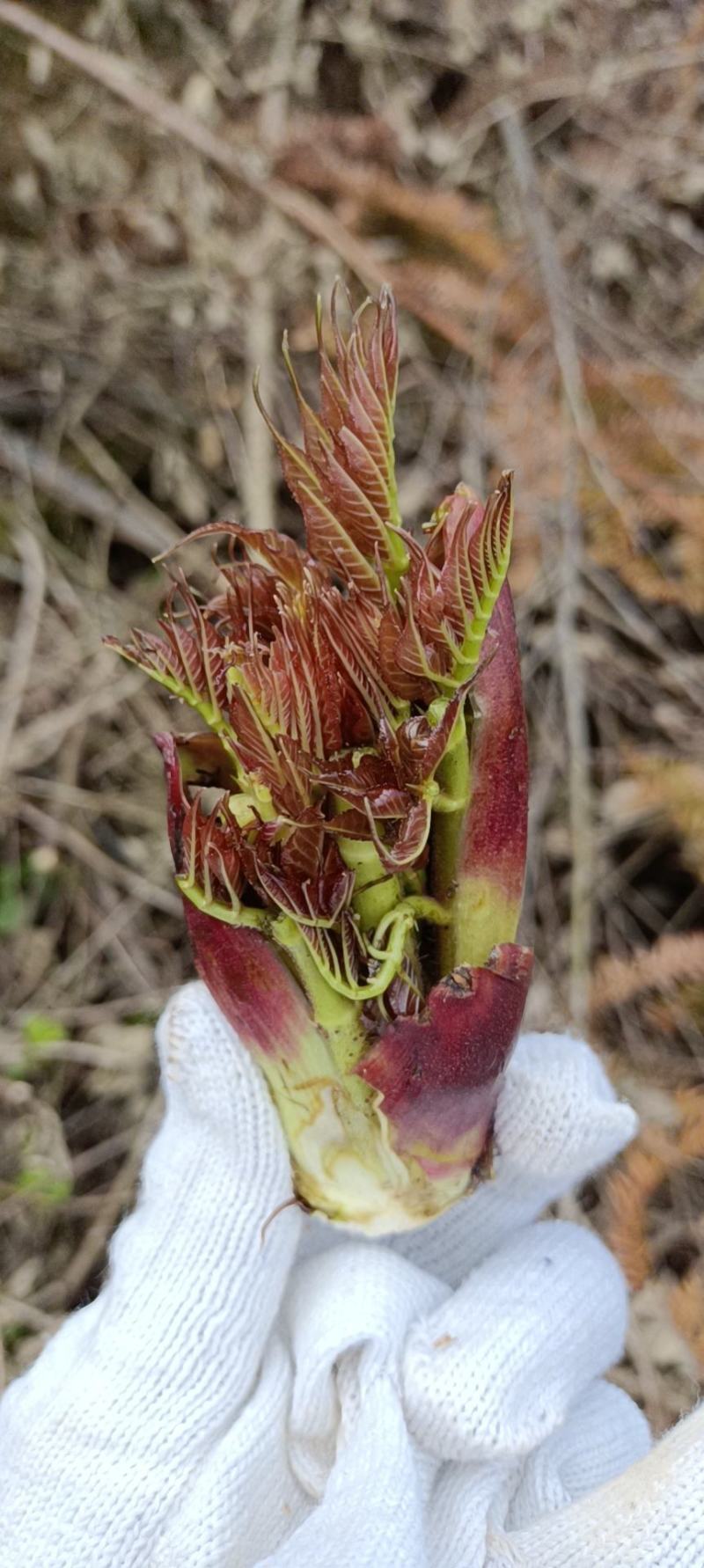 野菜特菜刺包儿高山品质