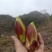 野菜特菜刺包儿高山品质
