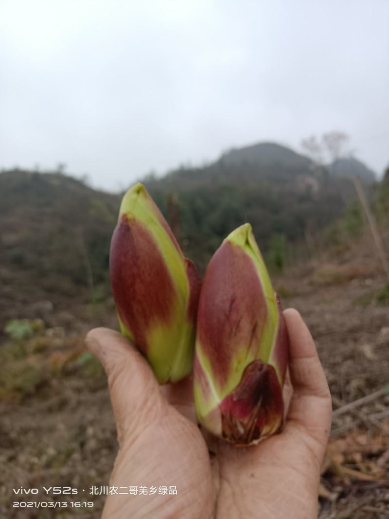 野菜特菜刺包儿高山品质