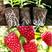 进口泥炭营养土育苗基质育苗土草莓辣椒栽培基质欧洲进口