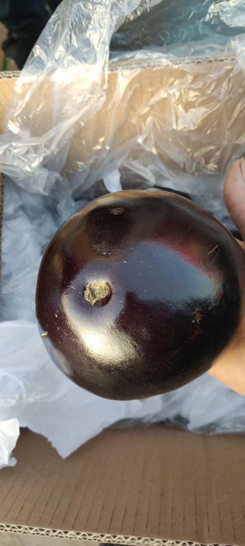 本地精品茄子，质量好量大欢迎采购，还有各种蔬菜