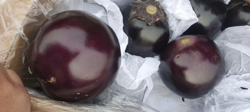 本地精品茄子，质量好量大欢迎采购，还有各种蔬菜