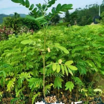 黄花槐(小苗)自产自销