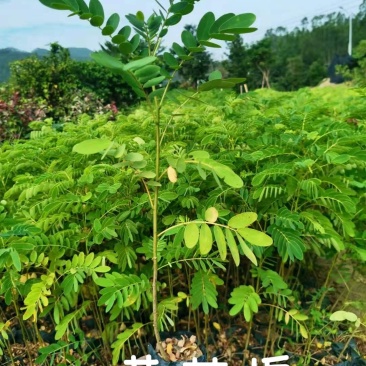 黄花槐(小苗)自产自销