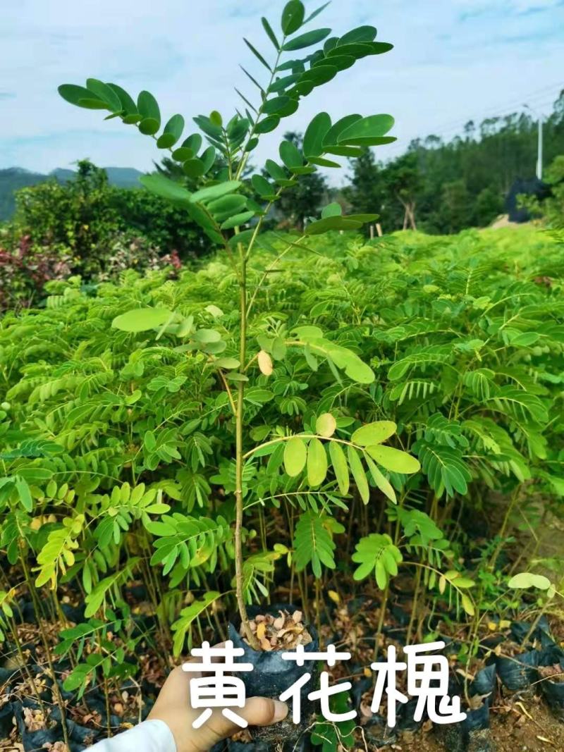 黄花槐(小苗)自产自销