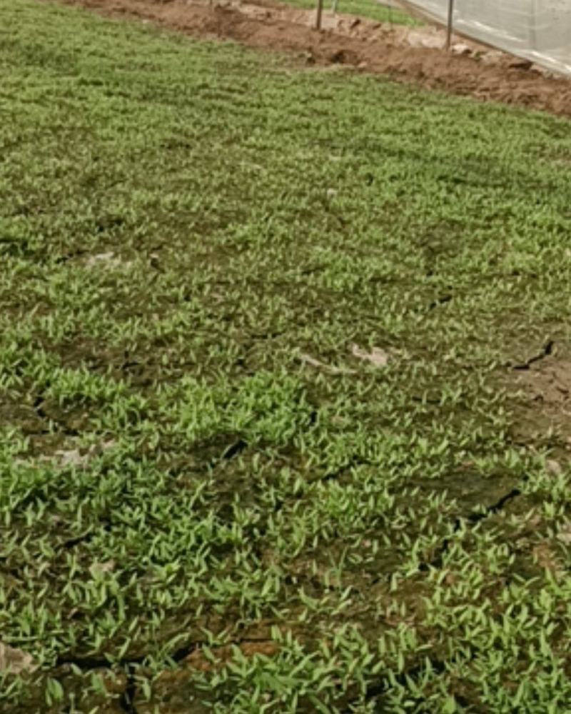 山东椒朵红杂交辣椒苗果大高产抗病分枝多茎杆粗壮
