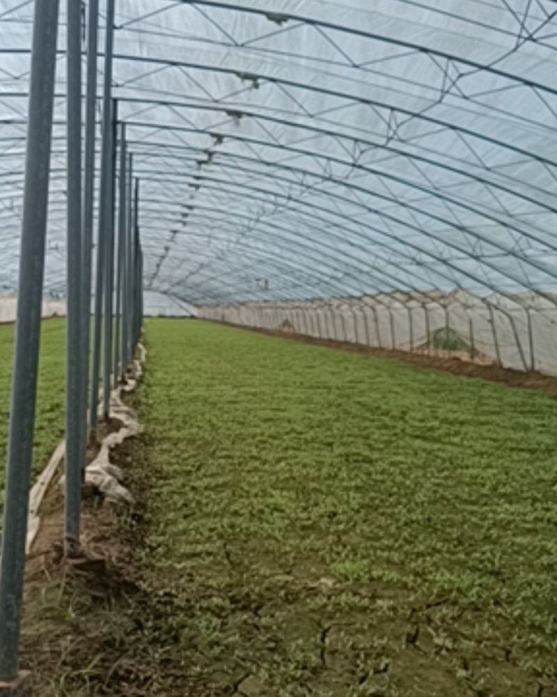 山东椒朵红杂交辣椒苗果大高产抗病分枝多茎杆粗壮