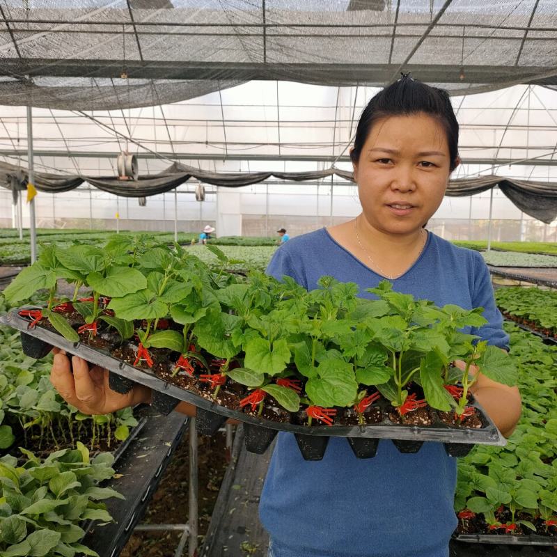 嫁接苦瓜苗(嫁接大肉油瓜苗，嫁接珍珠苦瓜苗，)可预定。