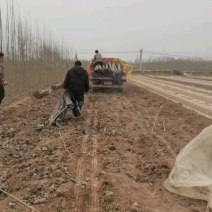 大量出售各种规格107杨树苗根系发达，带土无病无灾