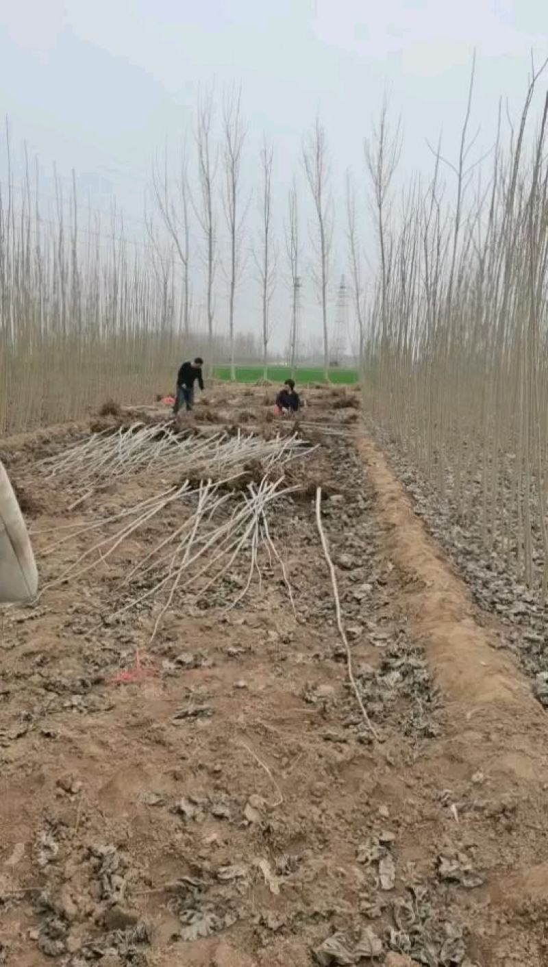 大量出售各种规格107杨树苗根系发达，带土无病无灾