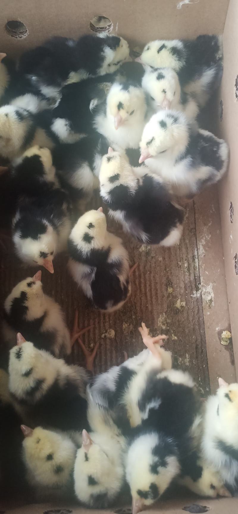 贵妃鸡苗出壳苗优质鸡苗包疫苗厂家直销