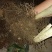 黄精种苗多花姜形倒苗甜黄精超药典标准长年供货合作共赢
