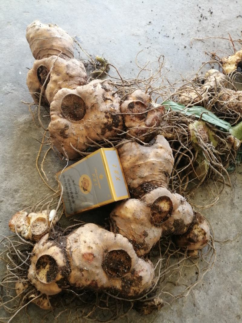 黄精种苗多花姜形倒苗甜黄精超药典标准长年供货合作共赢