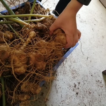 黄精种苗多花姜形倒苗甜黄精超药典标准长年供货合作共赢