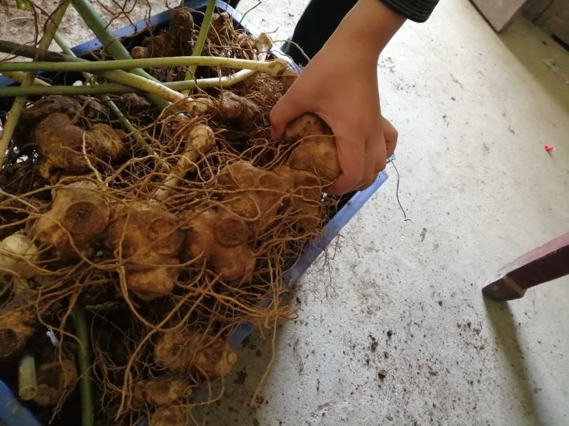 黄精种苗多花姜形倒苗甜黄精超药典标准长年供货合作共赢
