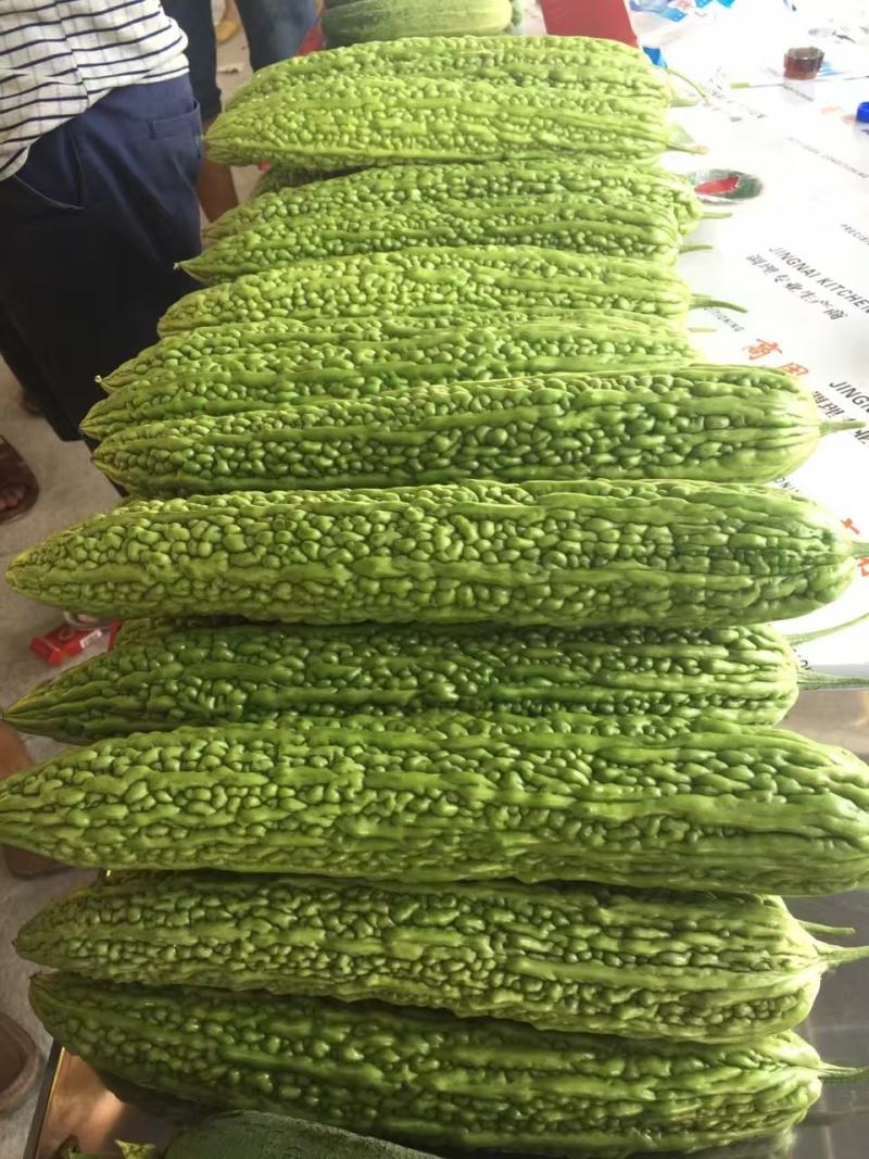 嫁接苦瓜苗(嫁接大肉油瓜苗，嫁接珍珠苦瓜苗，)可预定。