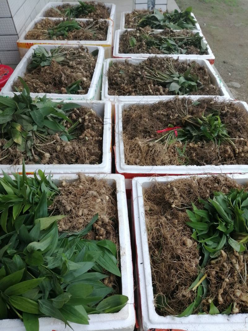 黄精种苗多花姜形倒苗甜黄精超药典标准长年供货合作共赢