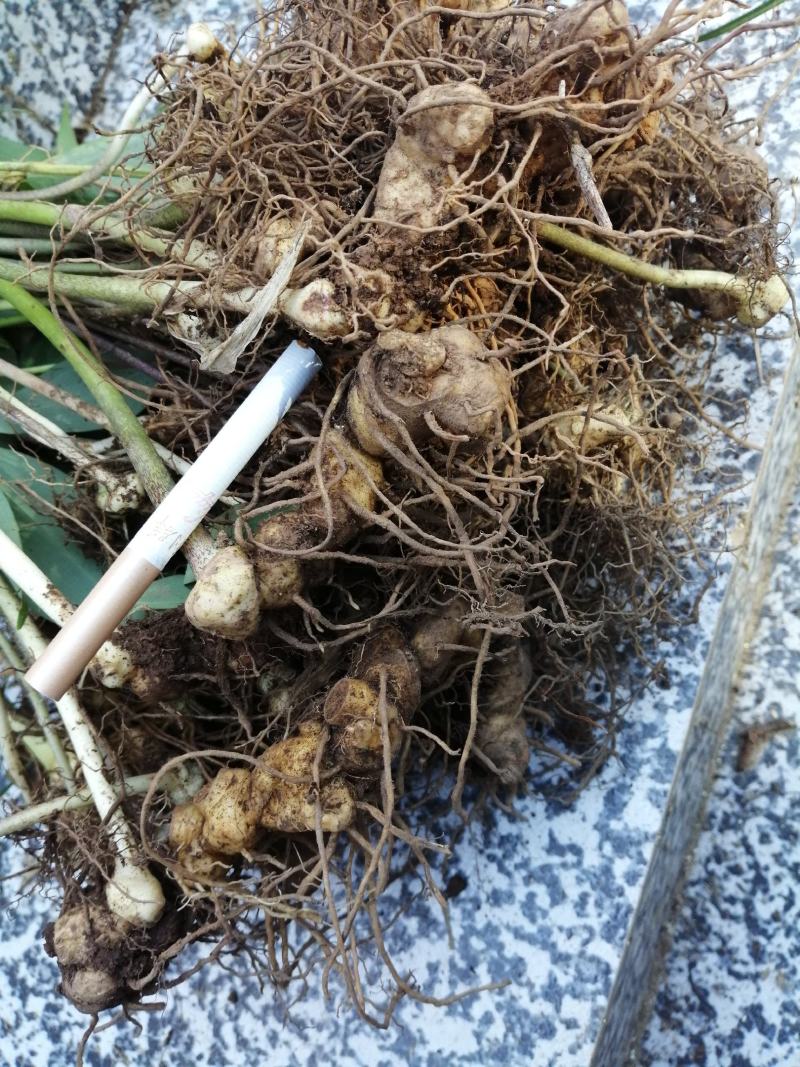 黄精种苗多花姜形倒苗甜黄精超药典标准长年供货合作共赢