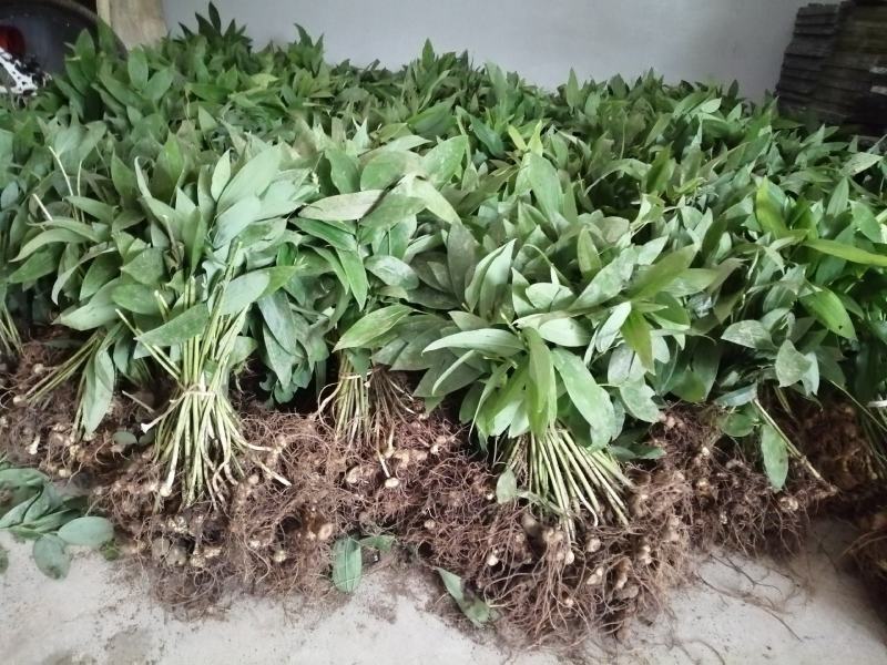 黄精种苗多花姜形倒苗甜黄精超药典标准长年供货合作共赢