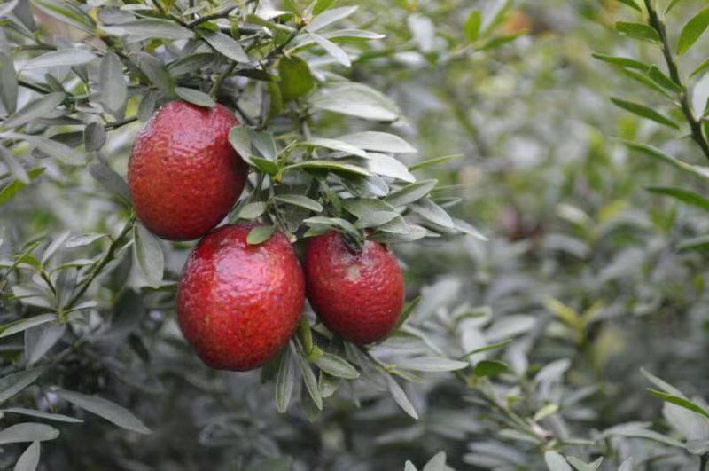 澳洲血檬苗盆栽带杯发货四季可种量大价优欢迎咨询