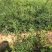 新品种澳洲血檬苗盆栽阳台庭院四季可种植可实地考察
