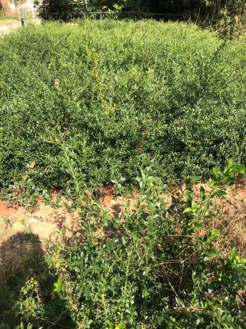 新品种澳洲血檬苗盆栽阳台庭院四季可种植可实地考察