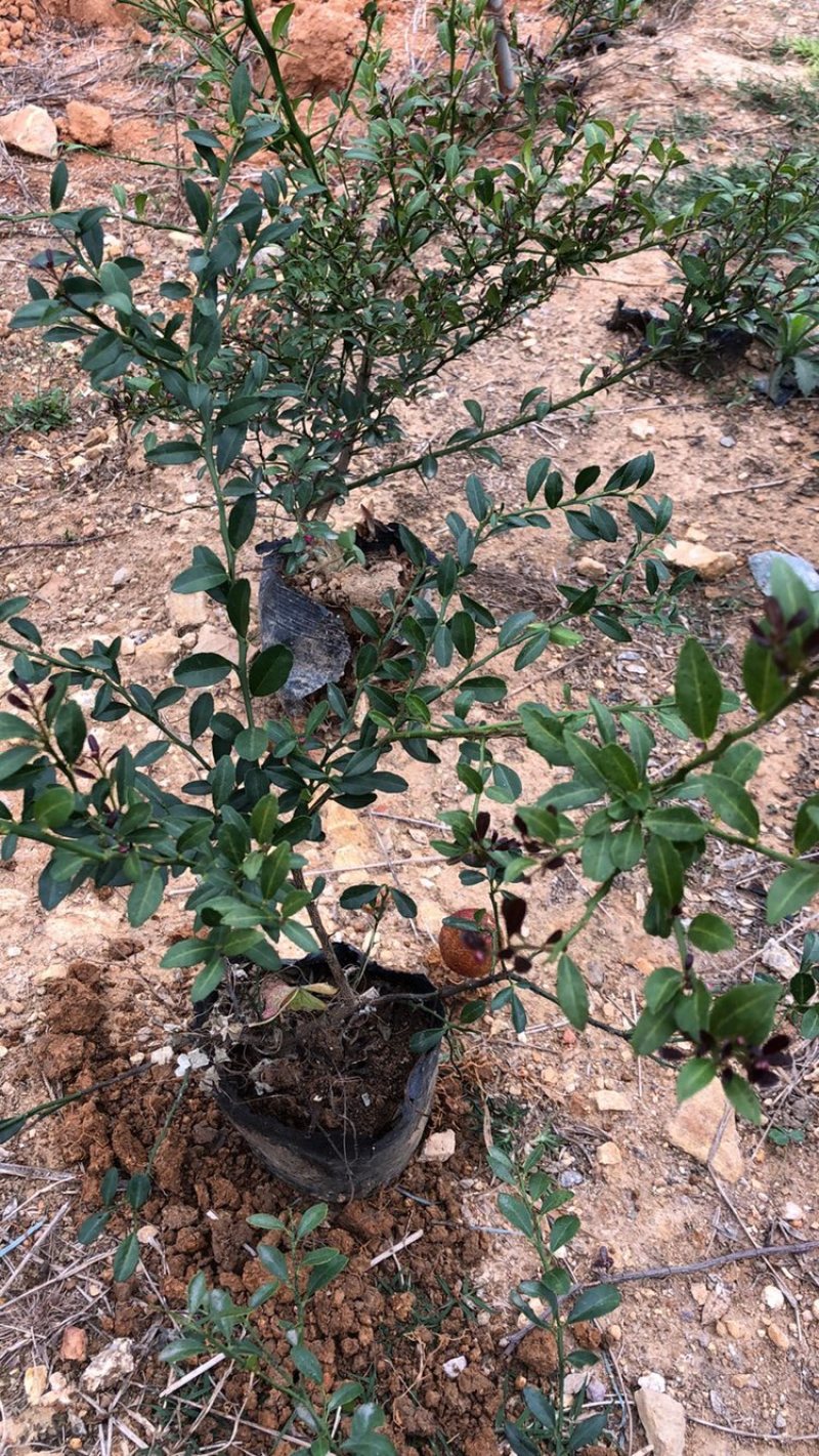 新品种澳洲血檬苗盆栽阳台庭院四季可种植可实地考察