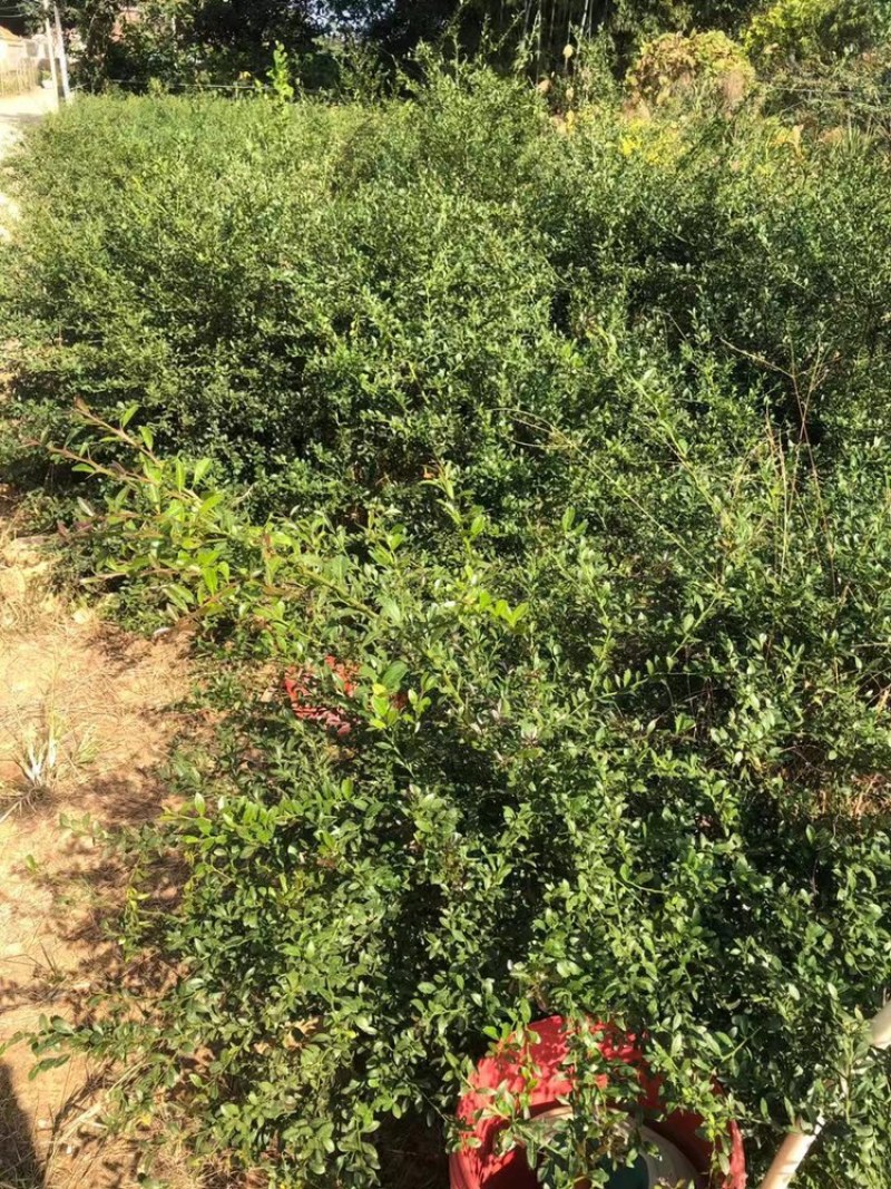 新品种澳洲血檬苗盆栽阳台庭院四季可种植可实地考察