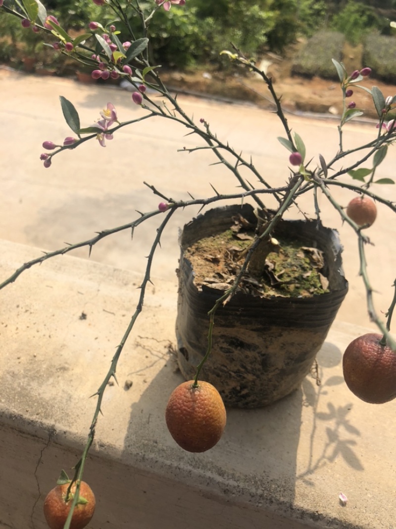 新品种澳洲血檬苗盆栽阳台庭院四季可种植可实地考察