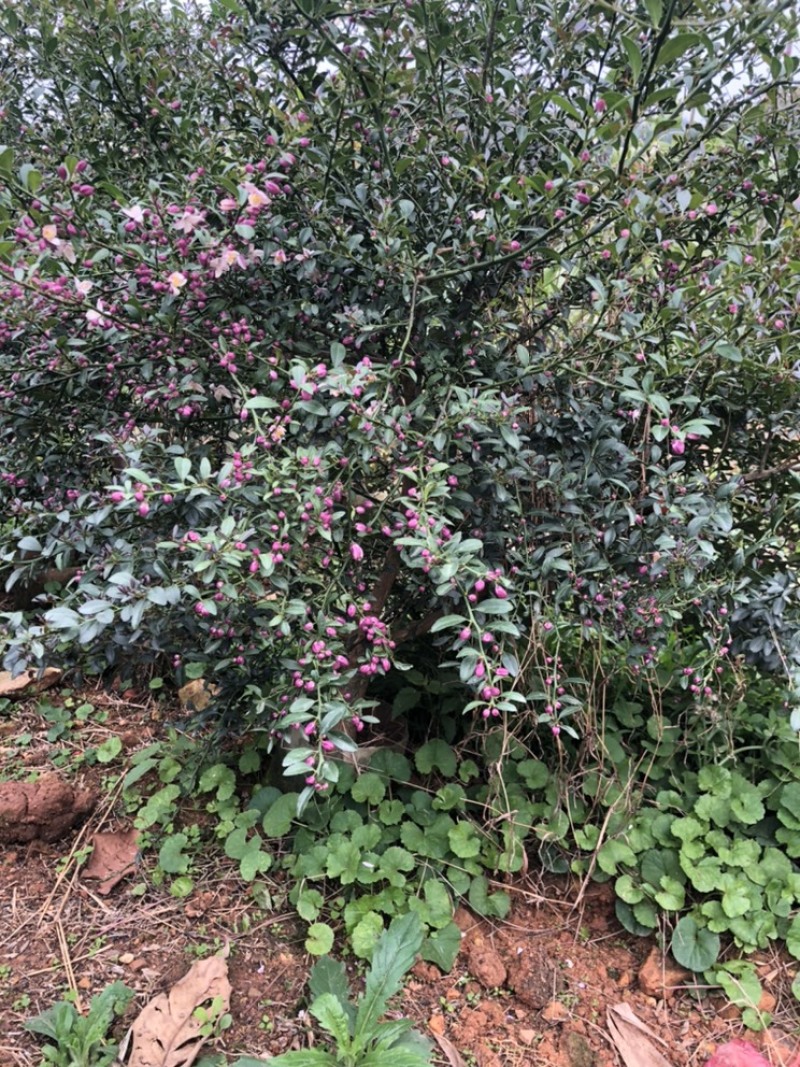 新品种澳洲血檬苗盆栽阳台庭院四季可种植可实地考察