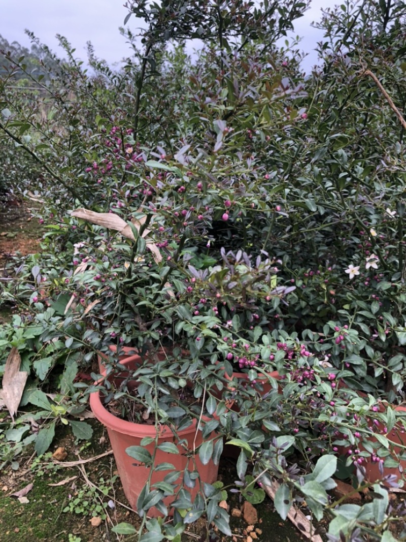 新品种澳洲血檬苗盆栽阳台庭院四季可种植可实地考察