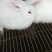 诚信经营货到付款肉兔宠物兔长毛兔公羊兔等