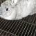 诚信经营货到付款肉兔宠物兔长毛兔公羊兔等