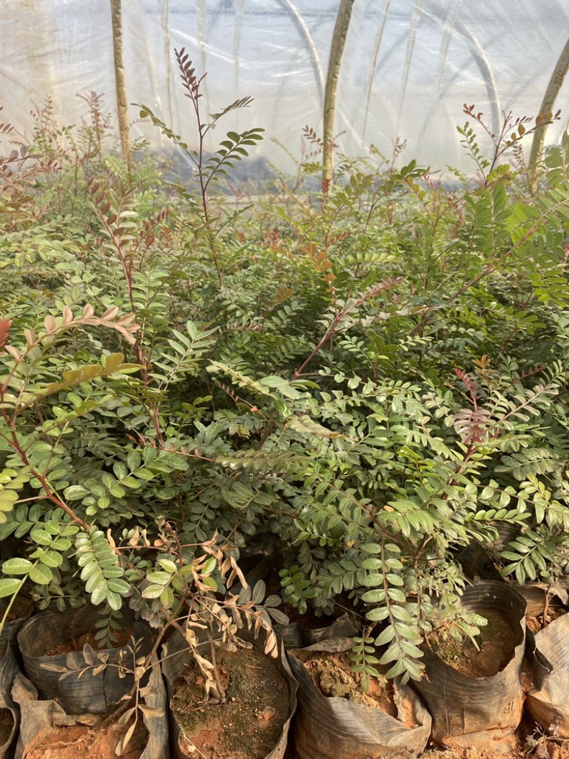 清香木绿化工程树苗20公分小杯苗价格优