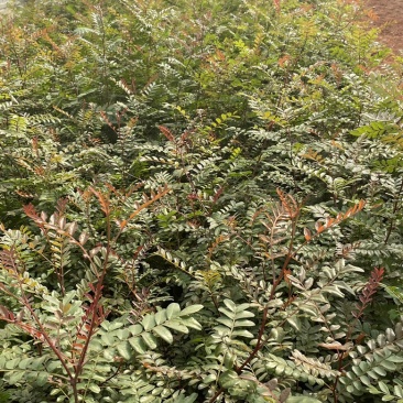 清香木绿化工程树苗20公分小杯苗价格优