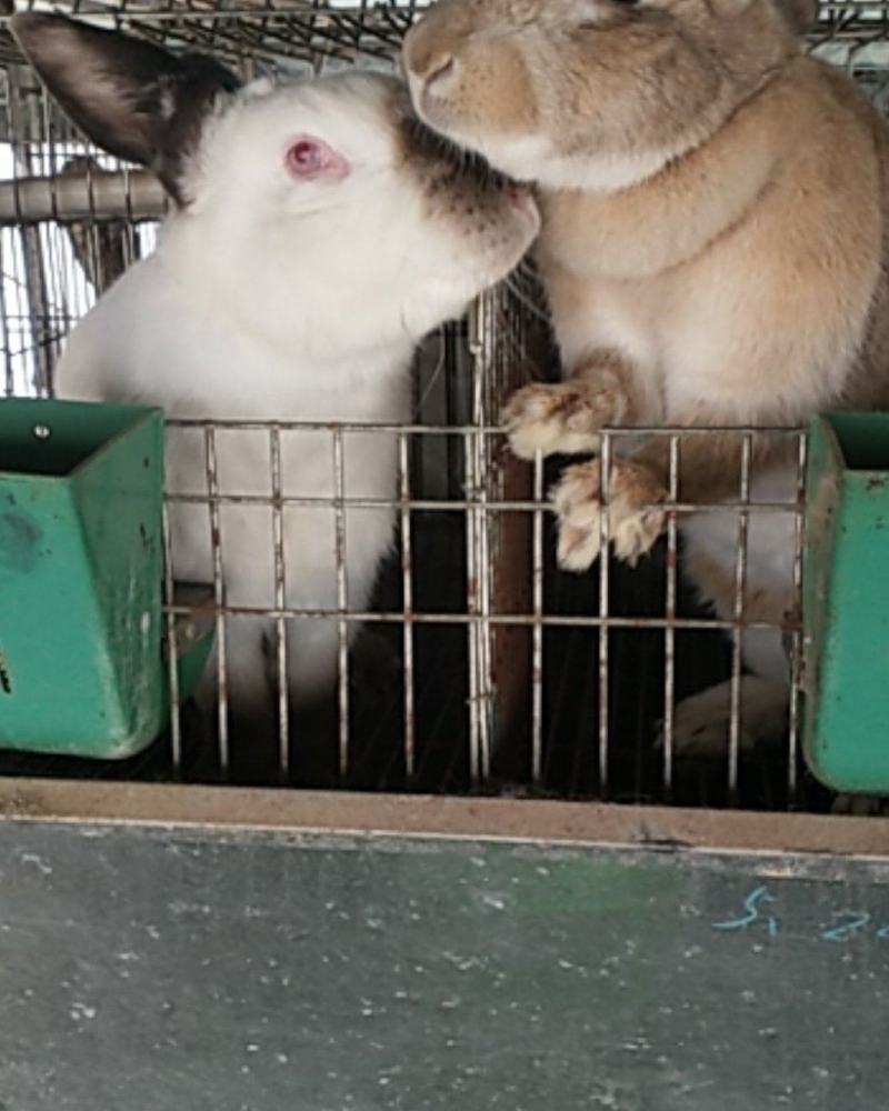诚信经营货到付款肉兔宠物兔长毛兔公羊兔等