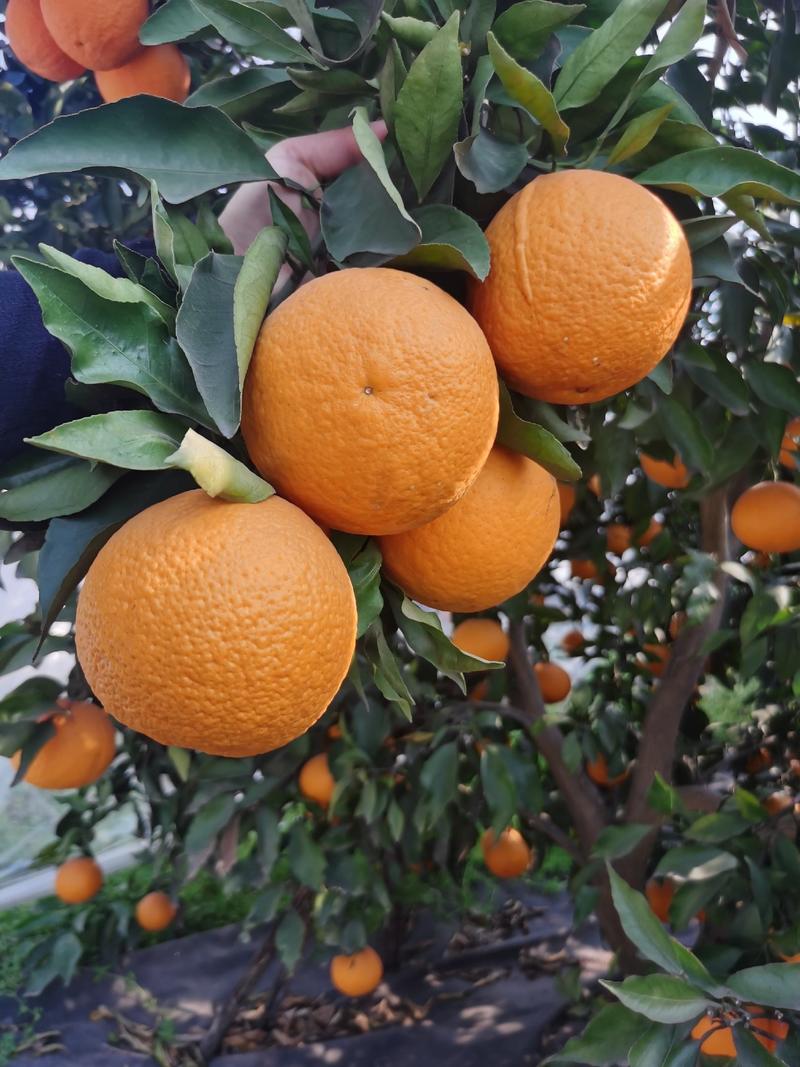 【精品】四川青见柑橘，大量上市，水份充足！产地直供！