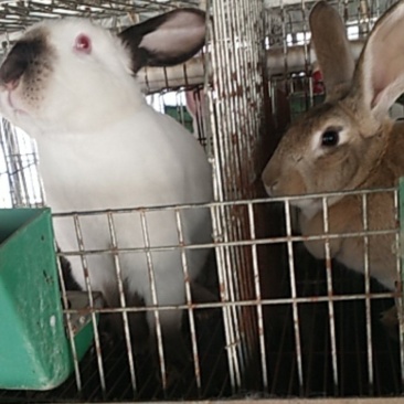 诚信经营货到付款肉兔宠物兔长毛兔公羊兔等